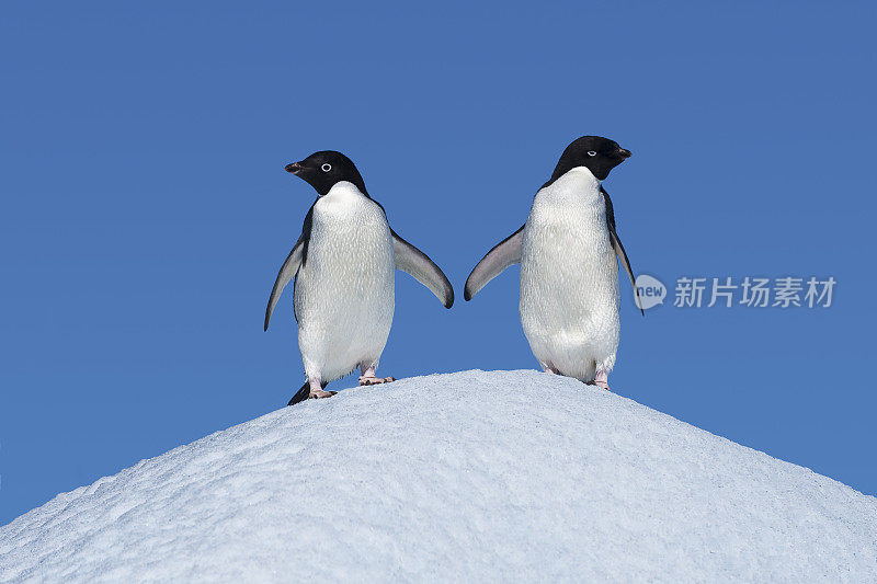 Adélie企鹅，Pygoscelis adelae，是一种在整个南极海岸和附近岛屿上常见的企鹅。恶魔岛;威德尔海;南极洲。